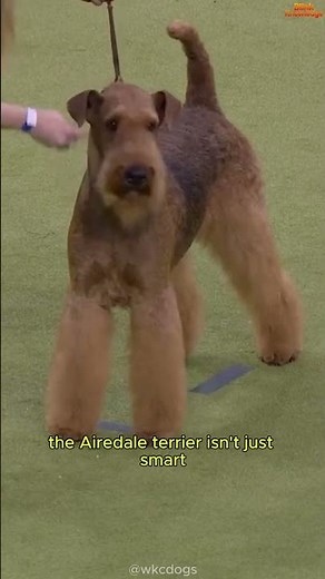 This Dog Is Smarter Than You Think! 🧠🔥