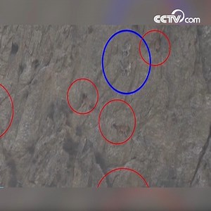 Several blue sheep that were trapped and surrounded by a group of jackals on a cliff in Subei Mongolian Autonomous County, northwest China's Gansu Province were filmed narrowly escaping death. #Nature | CCTV