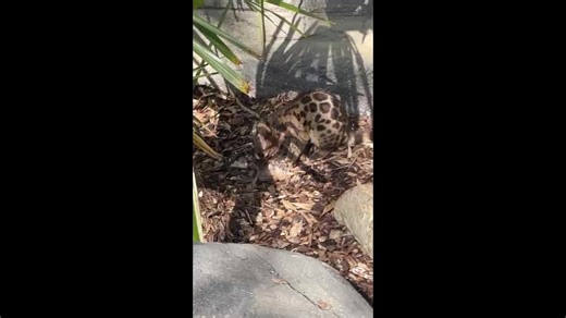 Cirencester College on Reels