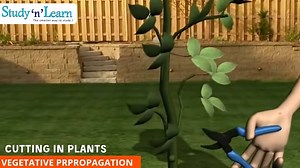 2.9K views · 45 reactions | Vegetative propagation is a form of...