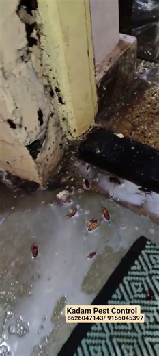 cockroach pest control