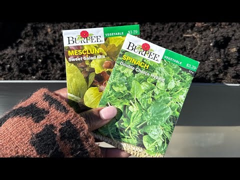 I Planted Spring Mix Early… Will It Survive? 🥬 Zone 6a Experiment