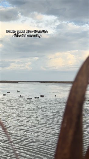 Short stopping birds don’t matter #4yp #duck | Duck