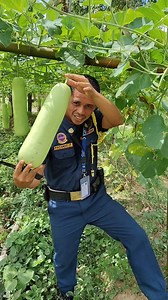 2.4K views · 161 reactions | Available OPO located at tungog tungugan Hinoba-an. Ikaw pili ikaw man ma poksi #fbreelsfypシ゚viralvideo #followersreelsfypシ゚viralシfypシ゚viralシalシ #everyonehighlights #buhaymagsasaka #farming | Jason Pacardo | Facebook