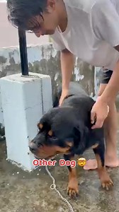 4.1M views · 17K reactions | Other Rottweiler vs my Rottweiler 勞 #rottweilerthebruzzo #rottweiler #rottweilersofinstagram #rottwailerpuppy #dog #doglover #animal #viral #dogs #doglovers #doglife #pets #puppies #trending #ilovemydog #cutedogs #viralreel #funny #fbreels | Rottweiler_The_Bruzzo | Facebook