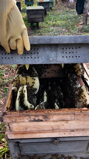 The queen bee is hatching. | Phary BeeKeeper