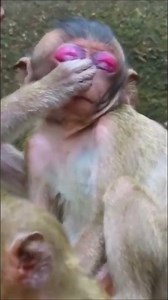 monkey looks swollen face because Bees bit her #babymonkey #monkey