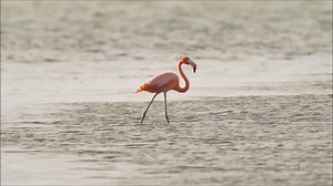 24K views · 459 reactions | Two minutes of tropical "chill"- Relax...