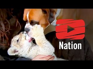 6 Incredibly Unlikely Friendships!