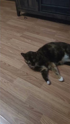 kitty cat doing push ups