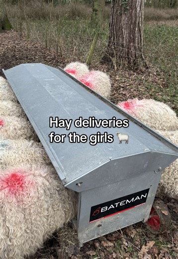 Hay Deliveries for Sheep: A Farm Life Experience