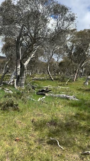 Australian Brumby on Reels