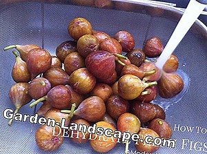 Lifestyle: Dry figs - that's how you dehydrate with sun, oven and microwave | 2025