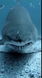 3.1K views · 49 reactions | The grey nurse shark (Carcharias taurus), also known as spotted ragged-tooth shark or blue-nurse sand tiger, inhabits subtropical and temperate waters worldwide. It is a relatively placid and slow-moving shark with no confirmed human fatalities - so don't judge the friendly little fella by those teeth! | Big Blue Diving Koh Tao | Facebook