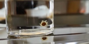 Scientists solve 5-year mystery of tiny unidentified 'sea creature'