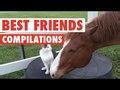 Cute BFF Pet Video Compilation