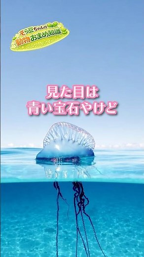 海の宝石みたいやけど役割分担した個体の集まり【カツオノエボシ】#カツオノエボシ #毒クラゲ #危険生物 #不思議な生き物 #動物雑学 #生き物雑学 #shorts