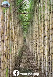 Creative agriculture is worth learning. | Maria Reems