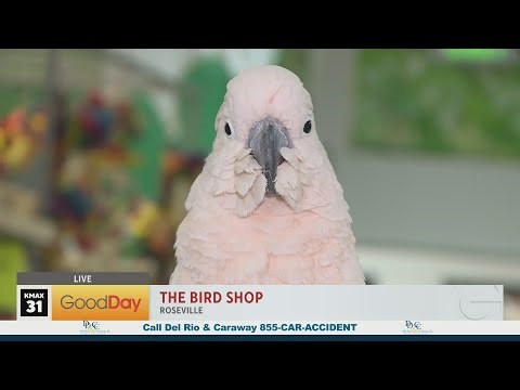 The Bird Shop, 9am