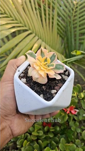 Aeonium Sunburst Repotting 🌱 | Proper Soil, Pot & Care Tips for Healthy Growth