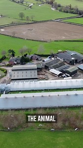 Real animal lovers follow us…because love means action. But you don't even need to be an 'animal lover' to respect their right to life. From exposing the horrors hidden inside U.K. farms to challenging corporations and governments that profit from suffering, our work confronts the systems that exploit animals at every level. We carry their stories into the public eye; through investigations, protests, outreach, and unwavering advocacy. Because one of the few things worse than witnessing the viol