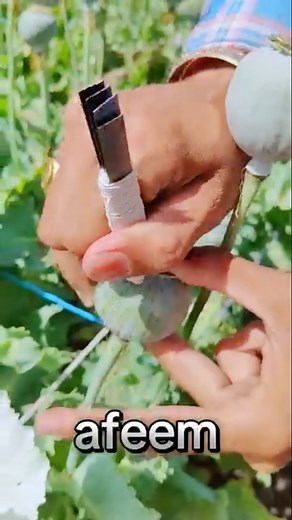 1.1M views · 16K reactions | Blackgold mein chira lgana start kar...