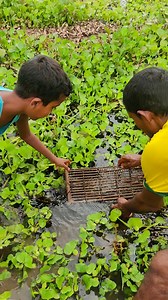 4.2K views · 52 reactions | Fish trapping techniques | MRL HD | Facebook