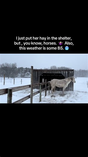 Spring Horse Grooming Tips for Equestrians