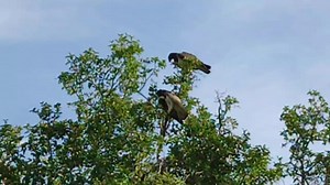 "An intense moment of nature's raw power! 🦅💥 In Tarangire, just outside Mpingo Ridge, we witnessed a dramatic display of dominance and submission between two martial eagles. These magnificent birds were vocalizing and showcasing their strength in a fierce battle over a hare they had killed just moments before. 🦅 Thank you Andrea for capturing such a lovely video. Nature never fails to amaze with its sheer intensity and beauty. The fight for survival plays out in the most unexpected ways, remi
