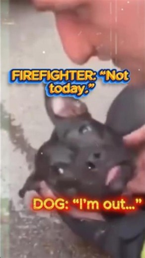 How Firefighters Save Dogs From Smoke Inhalation – Real Rescue Footage #shorts #shortvideo #short