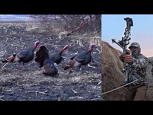 Turkey Hunting with a BOW and ARROW! (2 Gobblers Down)