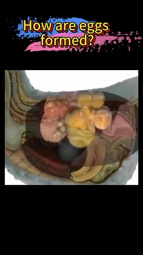 #popularscene #incubate From feed to eggs, what has been experienced in between?