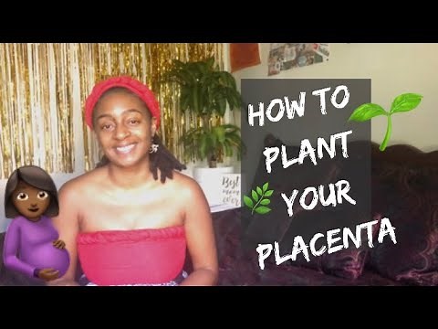 What You Should Know Before You Start Planting A Placenta Tree