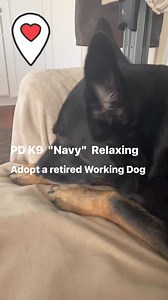 8.5K views · 374 reactions | Retired police K9 "Navy" relaxing on his couch. You can adopt a retired working dog through Mission K9 Rescue! Visit our website to learn more and donate if you can to help as we will have 54 dogs in our care next week. Thank you so much! | Mission K9 Rescue | Facebook