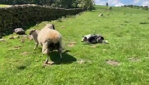 109K views · 5.5K reactions | GIVEN THE RUNAROUND: A video here of Cathy's Belle and Diva trying to catch a somewhat resistant ewe, who really needed her back end 'crutching' or tidied up, and cleaned and trimmed of dirtier wool, which can be a magnet for flies. Top marks for persistence here from Belle and Diva, in finally getting that ewe stopped and held. | Collieology | Facebook