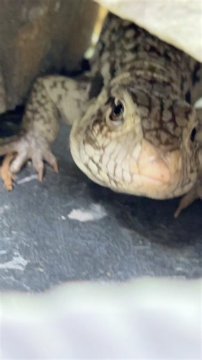 Part 2 tegu cage update #reptile #enclosures