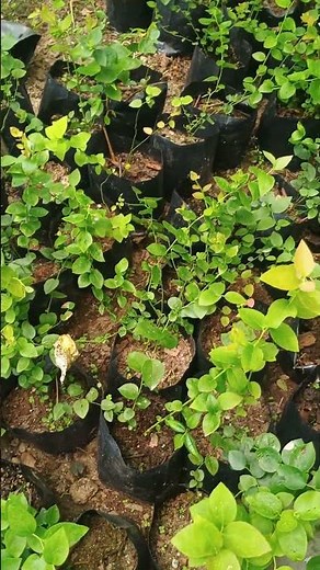 How to Grow Blueberries at Home (Results!) 🫐 #gardeningtips