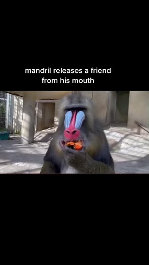 Discover the World's Largest Monkey: The Mandrill
