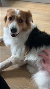 Calming anxious dogs: tips