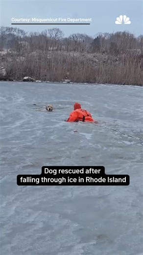 Brave firefighters jumped into action after a dog fell through the ice in a pond in Misquamicut this week! | NBC Connecticut