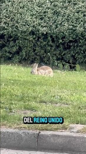 European rabbit (Oryctolagus cuniculus) 🐇🐰