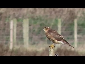 251024 RSPB Saltholme highlights
