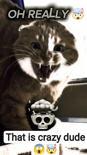 Cat transformation video shorts#shorts #trendingshorts #tranformationvideo