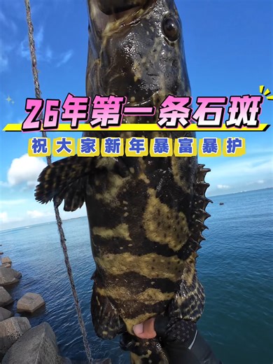 大石斑新年祝福：暴富好运