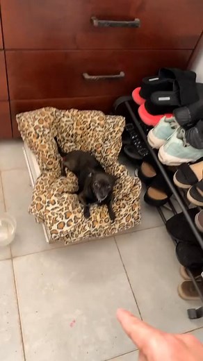 20K views · 618 reactions |  #funny #memes #dog #funnydogs #pet | John K. Calvin | Facebook