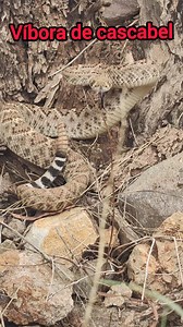 1M views · 9.8K reactions | Víbora de cascabel #wildlife #nature #faunasilvestre #snake #serpiente #Vivoracascabel rattlesnake | fauna silvestre | Facebook