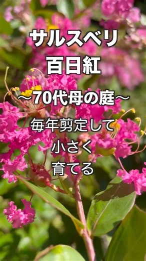 【サルスベリ毎年の剪定で小さく育てる】70代母が育てる夏の花。 #サルスベリ #剪定 #夏の花