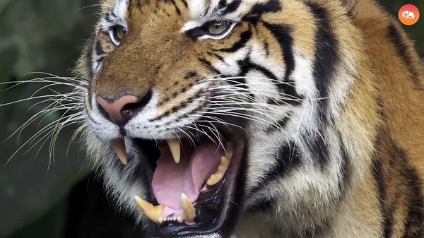 75% of the World’s Tiger Population Call This Place Home!🐾