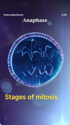 stages of mitosis #biology