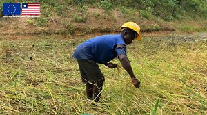 39K views · 924 reactions | Rice and fish are basic foods in Liberia....